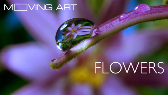 moving-art_flowers