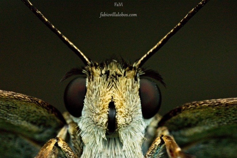 Mardukk VI CALI 2017 FaVi (1)