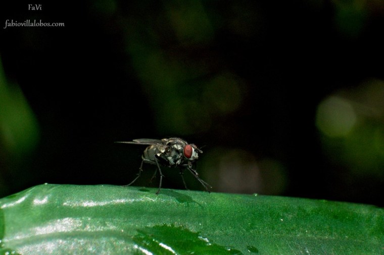 Mardukk VI CALI 2017 FaVi (36)