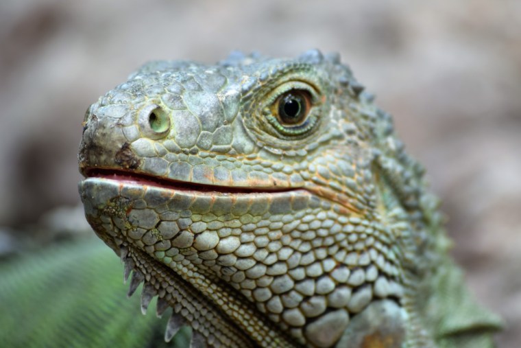 Juana, la Iguana colombiana-Fabio Villalobos