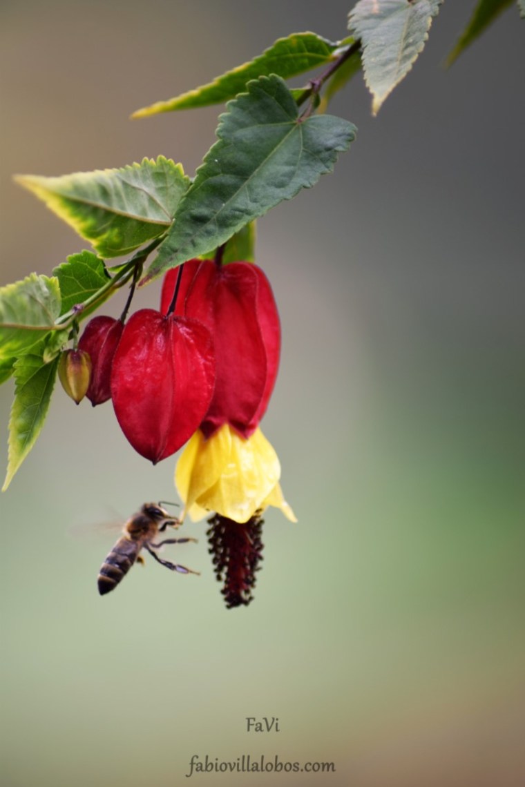 El bosquecillo. Cordillera Occidental.